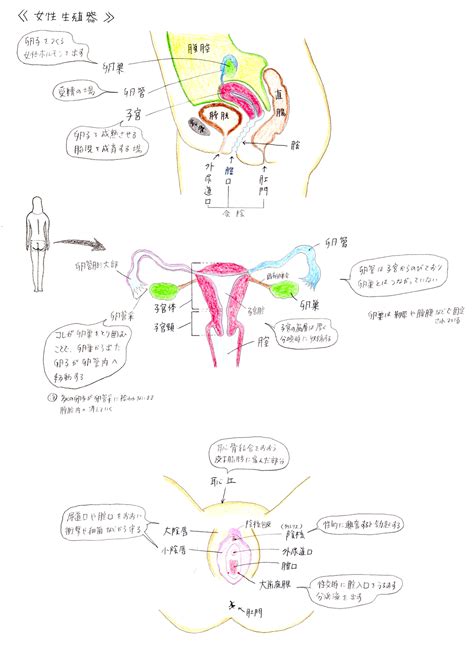 生殖器の構造